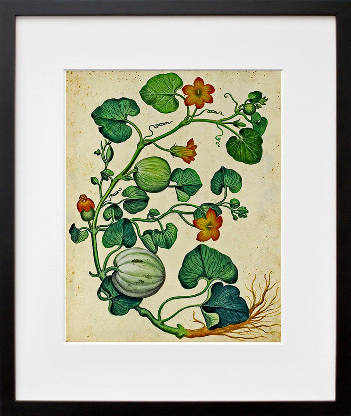Pumpkin Vine Botanical Illustration Vintage Garden Art Poster