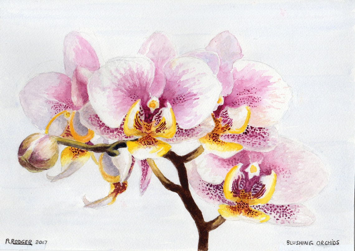 Blushing Pink Moth Orchids Watercolor Botanical Flower Poster