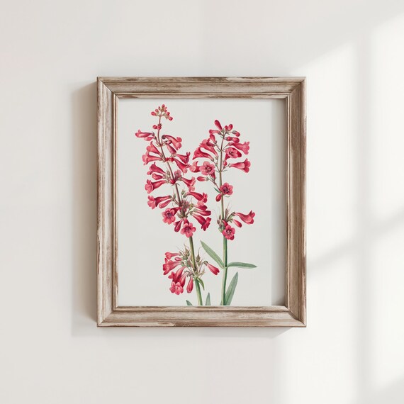 Vintage Parrys Penstemon Flower Print Museum Botanical Art