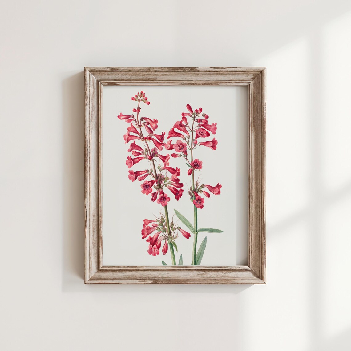 Vintage Parrys Penstemon Flower Print Museum Botanical Art