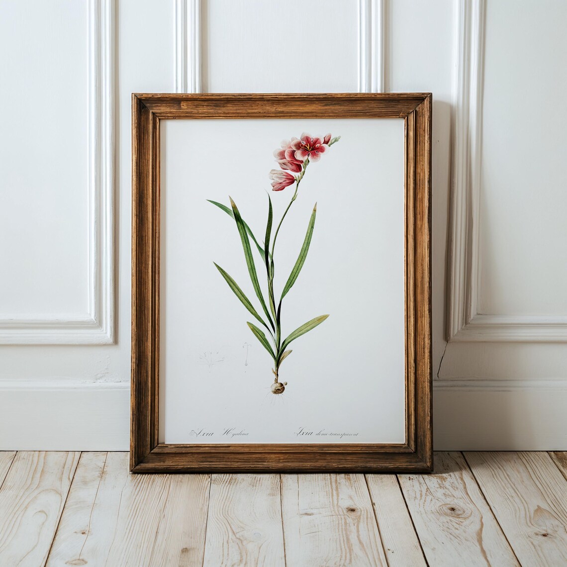 Redoute Pink Ixia Hyalina Vintage Botanical Flower Art Poster