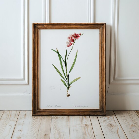 Redoute Pink Ixia Hyalina Vintage Botanical Flower Art Poster
