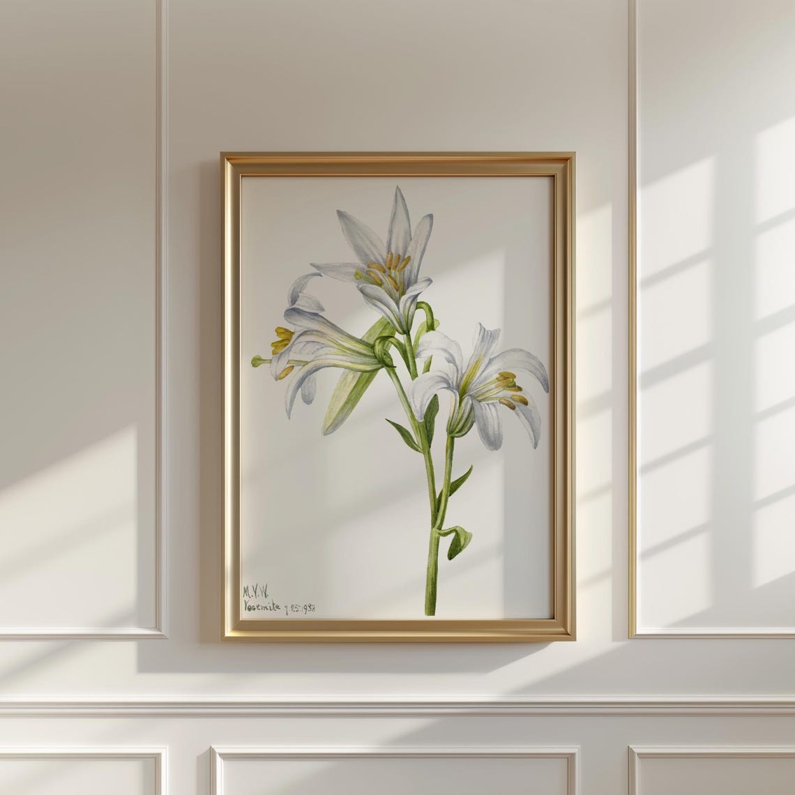 Vintage Washington Lily White Blossom Botanical Illustration Wall Art