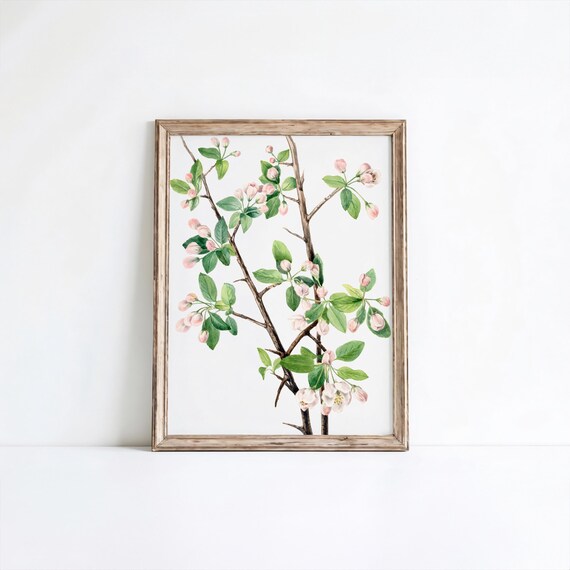 Mary Vaux Walcott Wild Sweet Crab Blossom Pink Spring Floral Watercolor Print