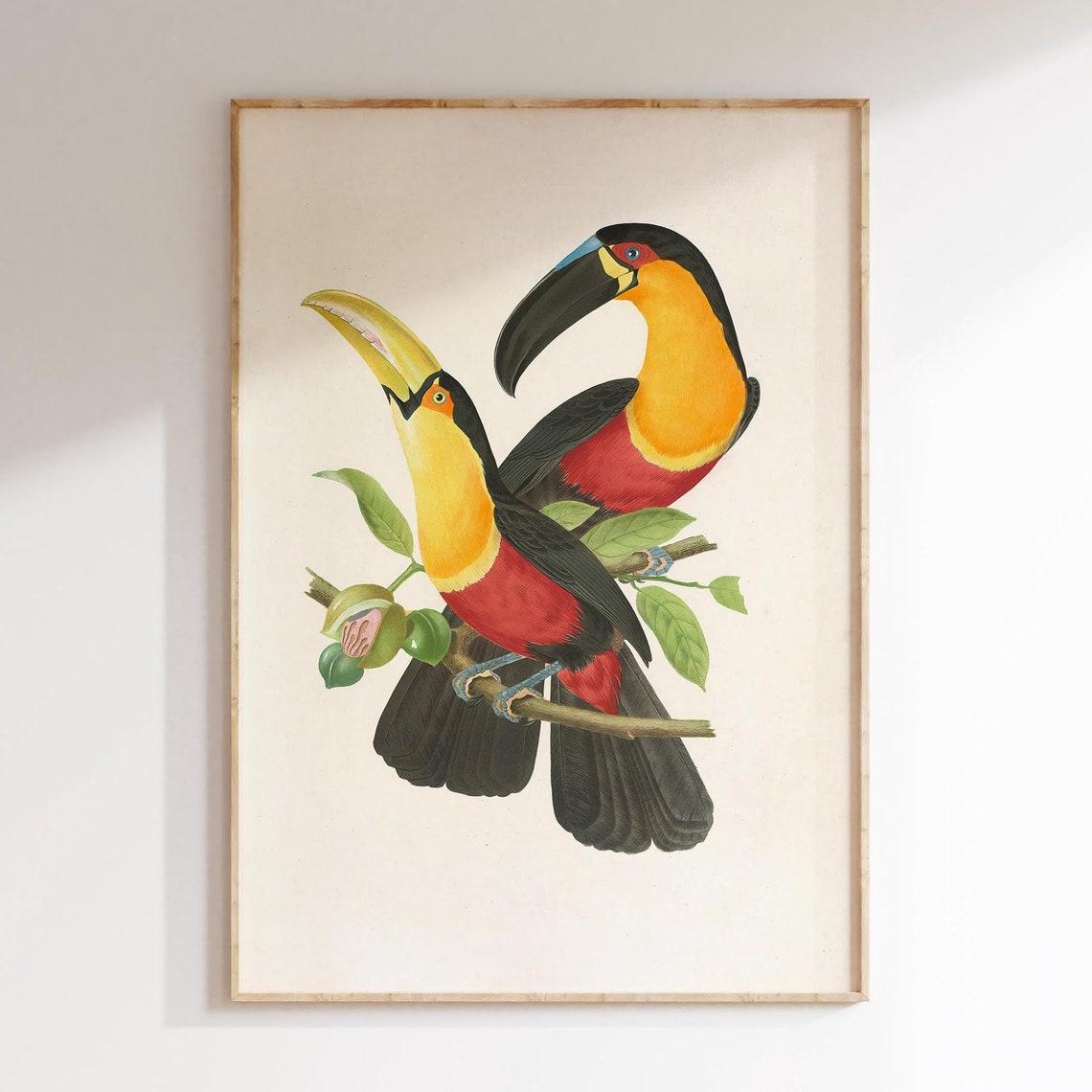 Pair of Toucans Vintage Natural History Bird Illustration Poster