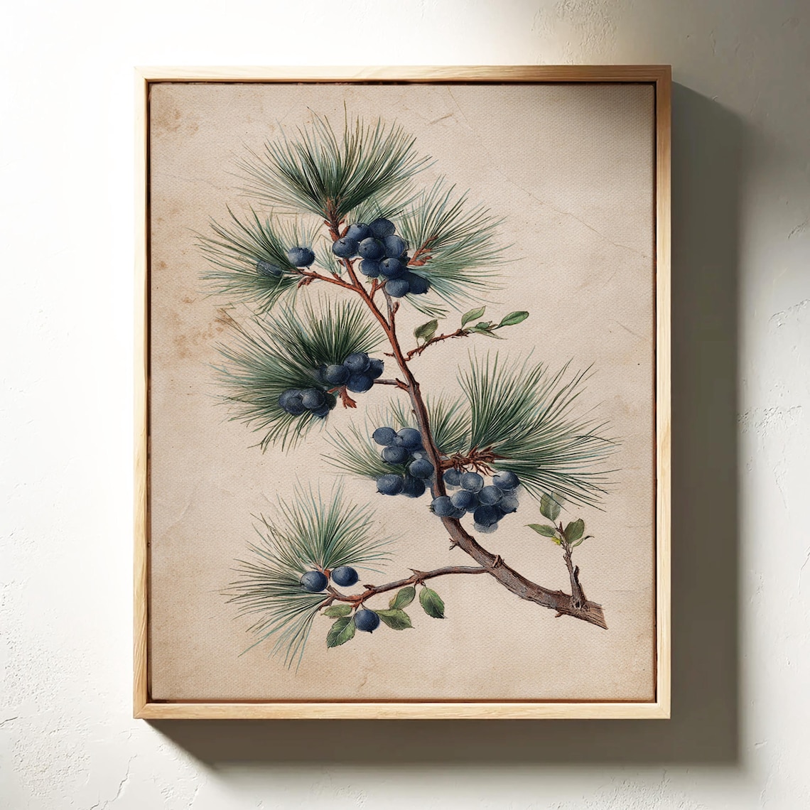 Vintage Botanical Pine Branch With Blue Berries Antique Nature Study Poster