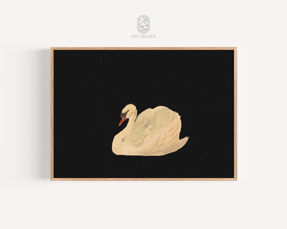 Aert Schouman Mute Swan 1792 White Swan Black Background Art Poster