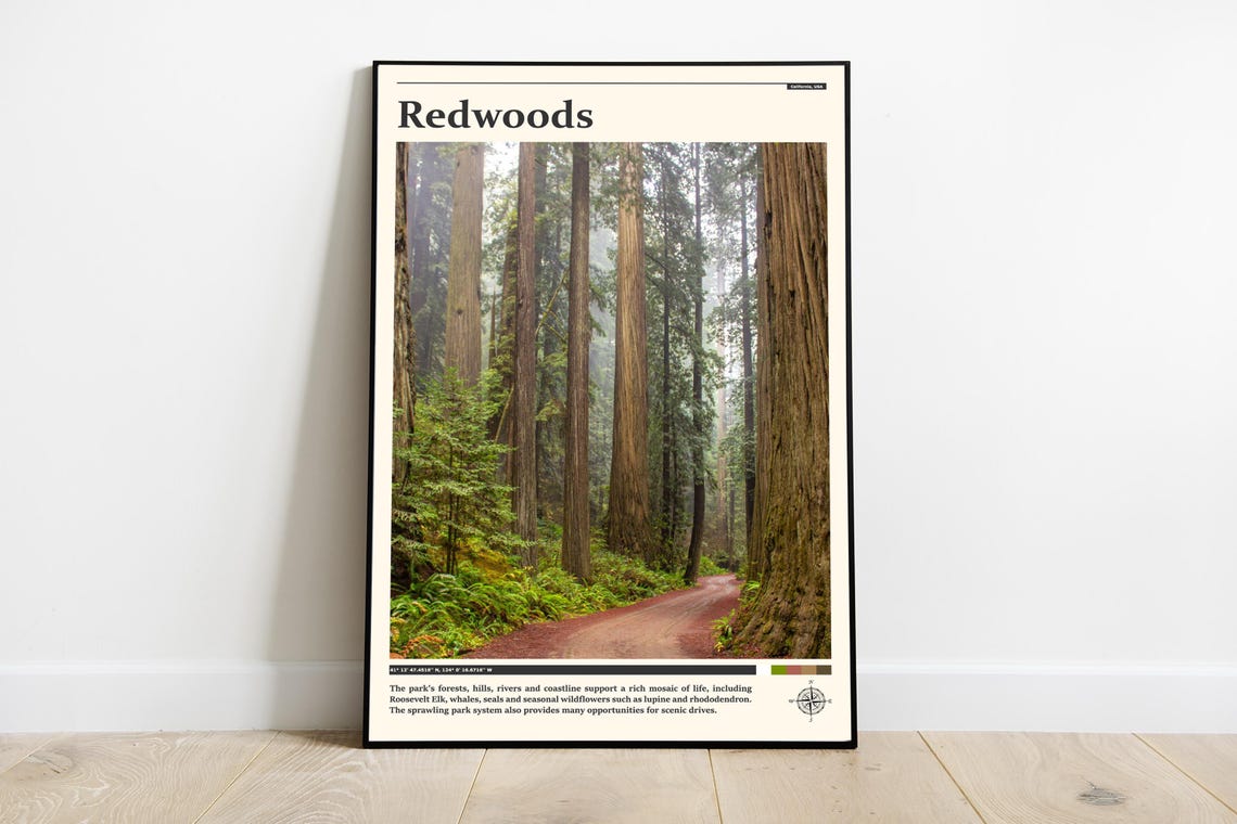 Redwoods California USA Misty Ancient Forest Trail Photography Poster