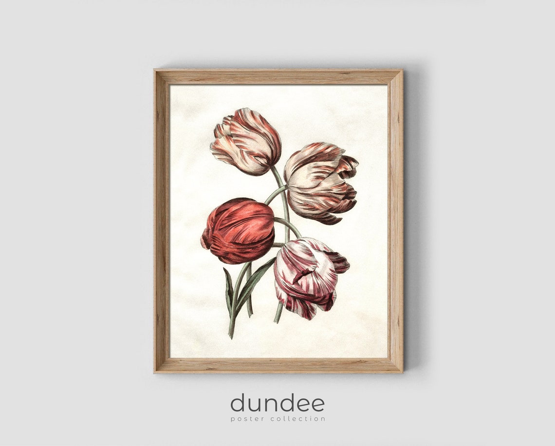 Striped Tulips Four Blooms Antique Botanical Illustration Poster