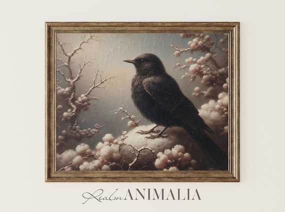 Blackbird Perched On Snowy Branch With Frosted Berries Winter Poster