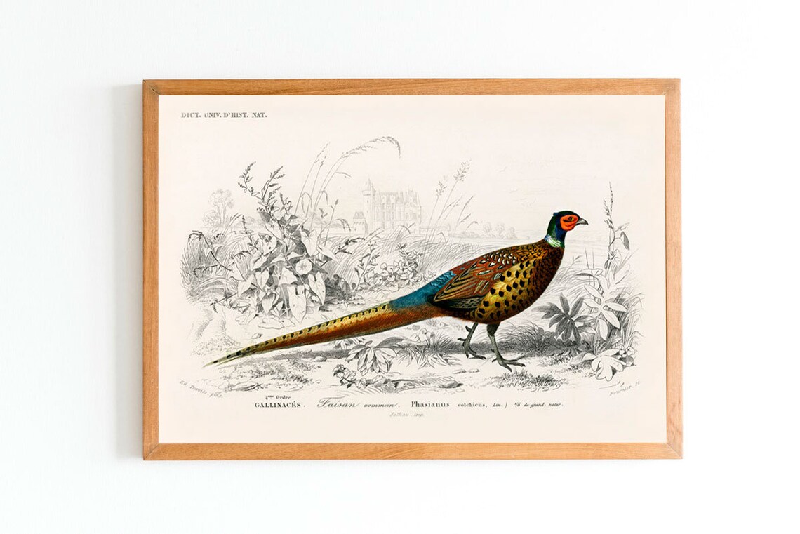 Pheasant Vintage Botanical Illustration Art Print - Image 2