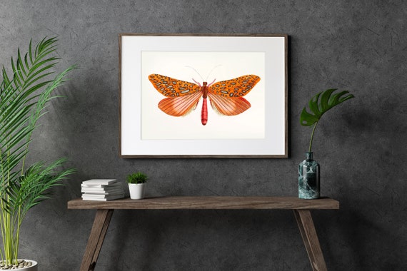 Venus Moth Illustration Vintage Insect Illustration Butterfly Print Butterfly Wall Art Butterfly Decor Animal Drawing Of Butterfly Wbmoth