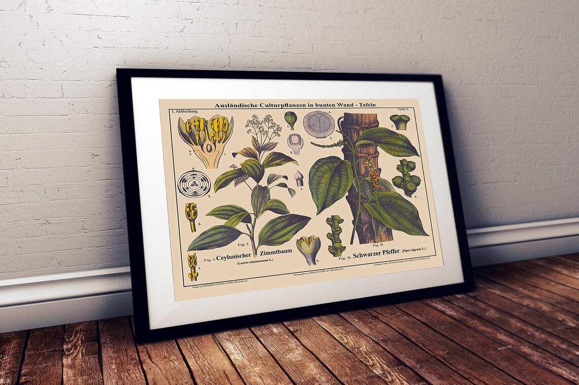 Cinnamon Tree Botanical Art, Landscape Poster - Image 2