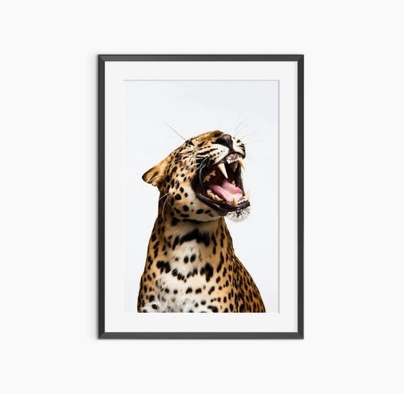 Cheetah Print Photography Prints Funny Wall Art Animal Leopard Fine Poster Museum Quality