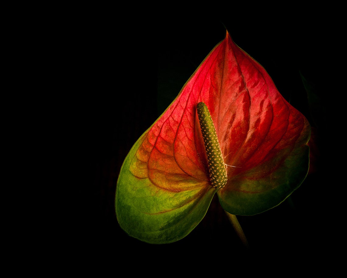 Red Anthurium Flower On Black Dramatic Tropical Botanical Art Poster
