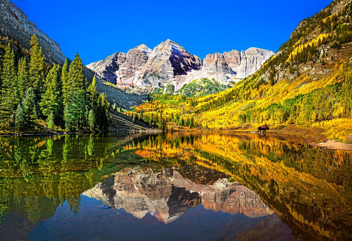 Colorado Maroon Bells Golden Aspens Lake Reflection Moose Poster