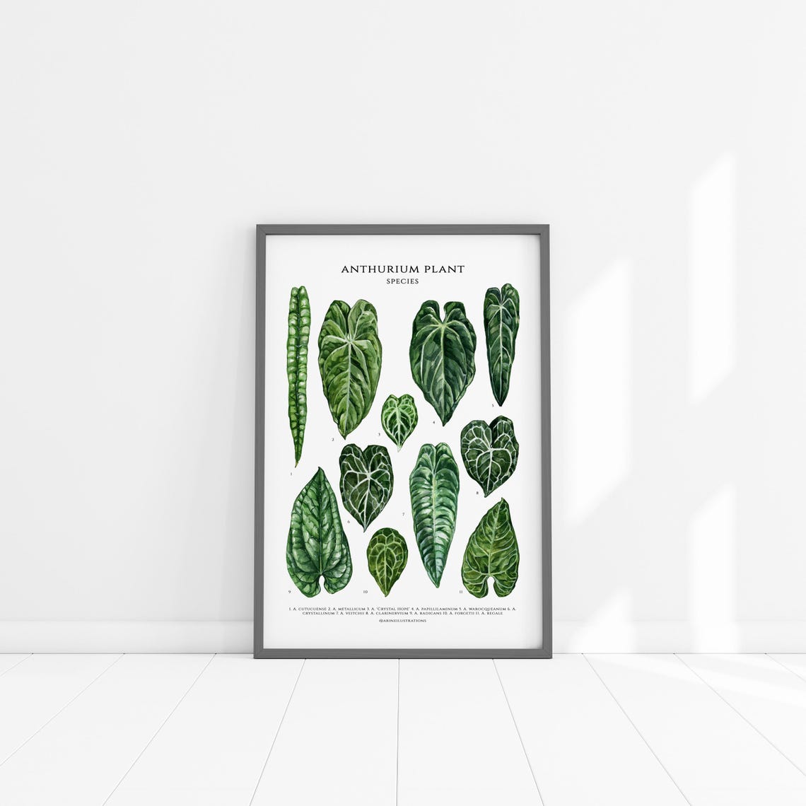 Anthurium Species Velvet Leaf Botanical Identification Chart Poster - Image 4