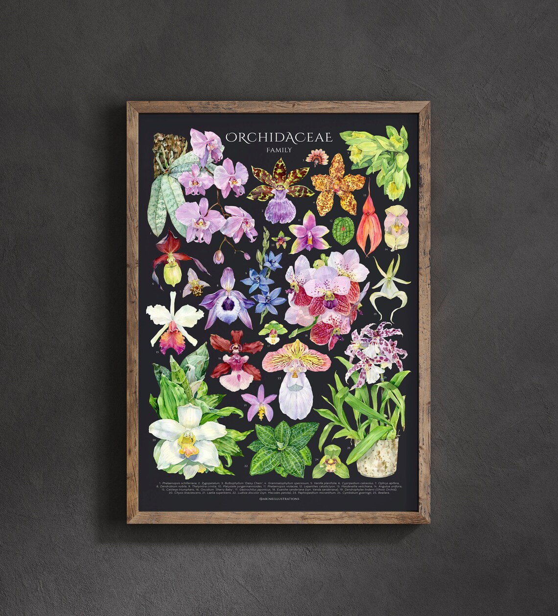 Orchidaceae Family Species Orchid Watercolor Botanical Poster - Image 2