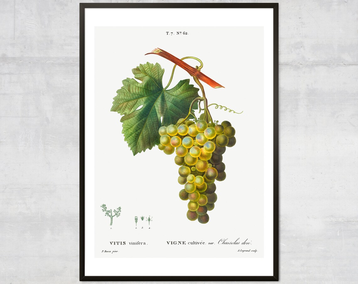 Vintage Grapes Antique Botanical Art Print