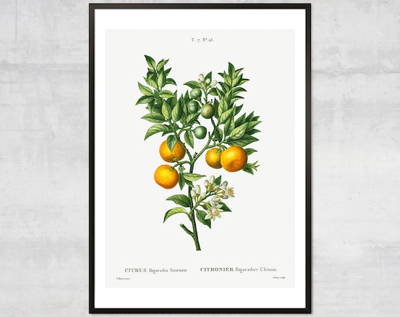 Vintage Orange Fruit Diagram Botanical Art Print