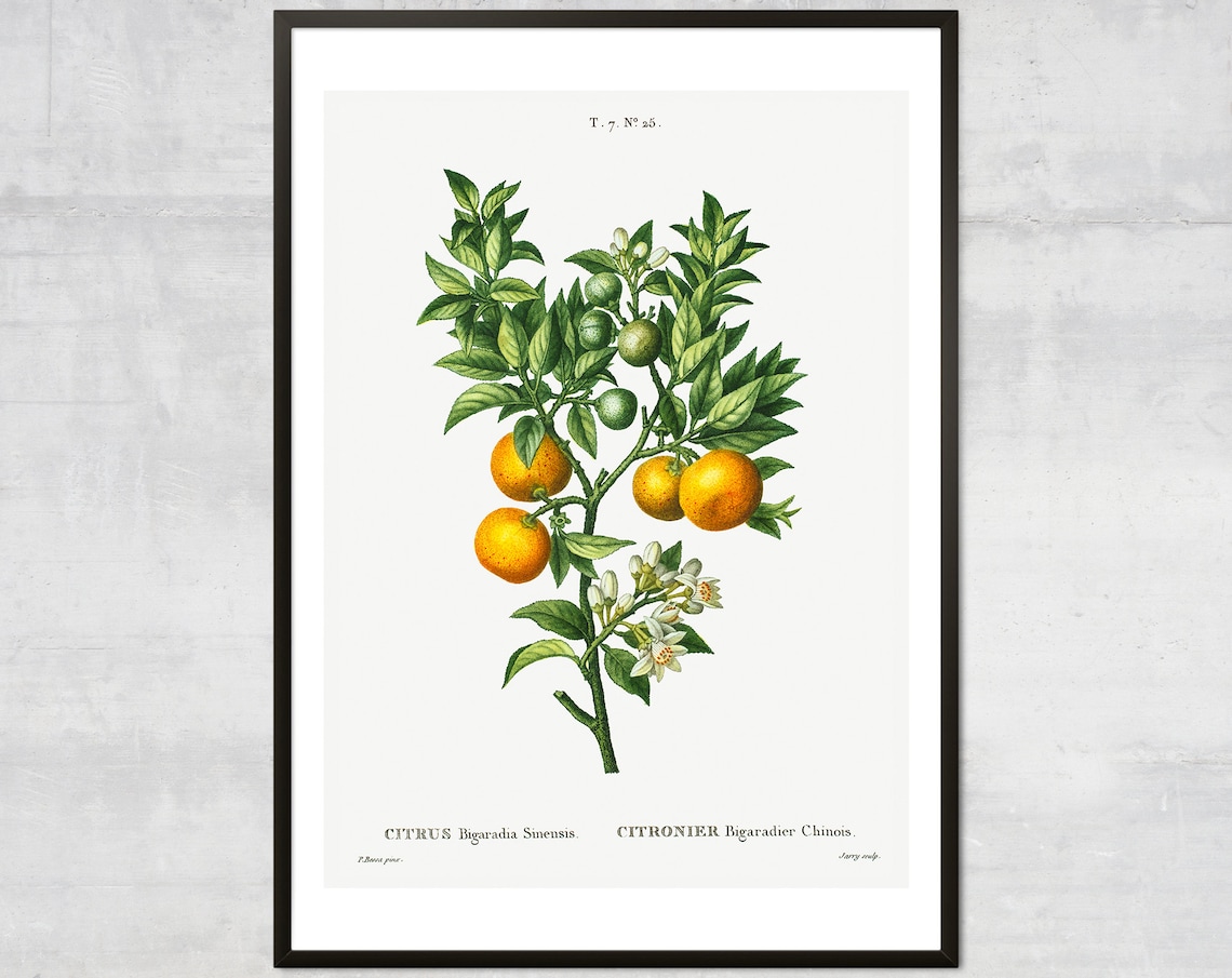 Vintage Orange Fruit Diagram Botanical Art Print