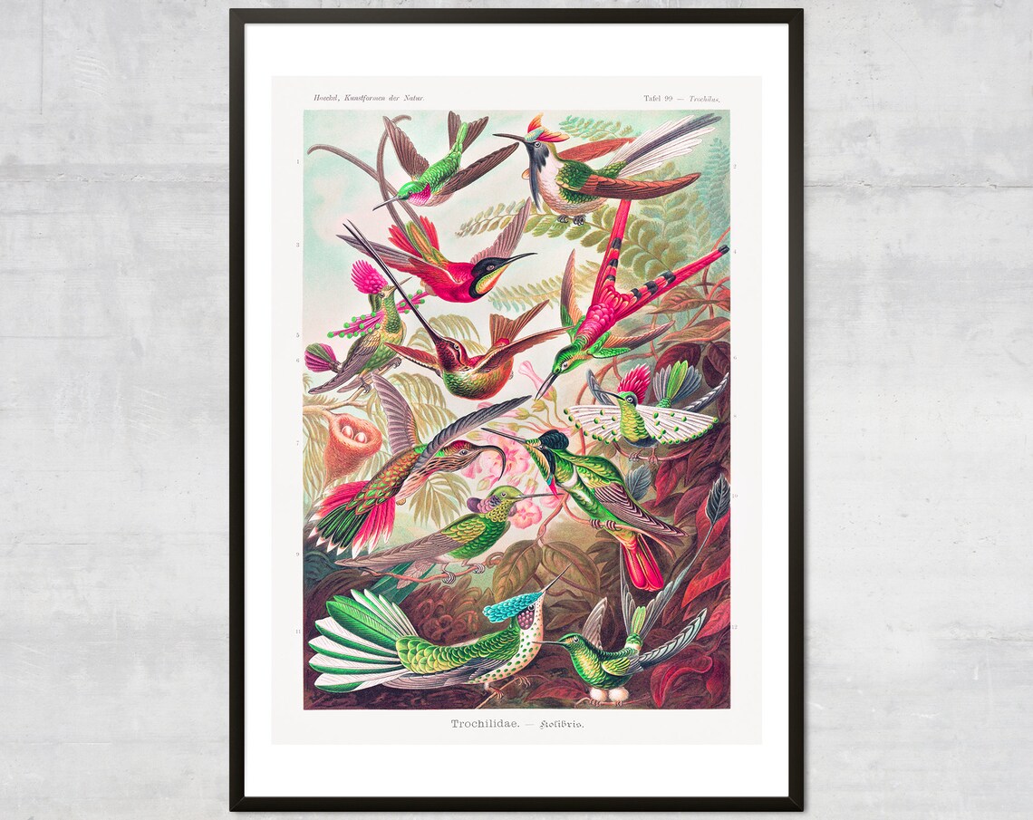 Tropical Birds Vintage Art Print, Hummingbirds