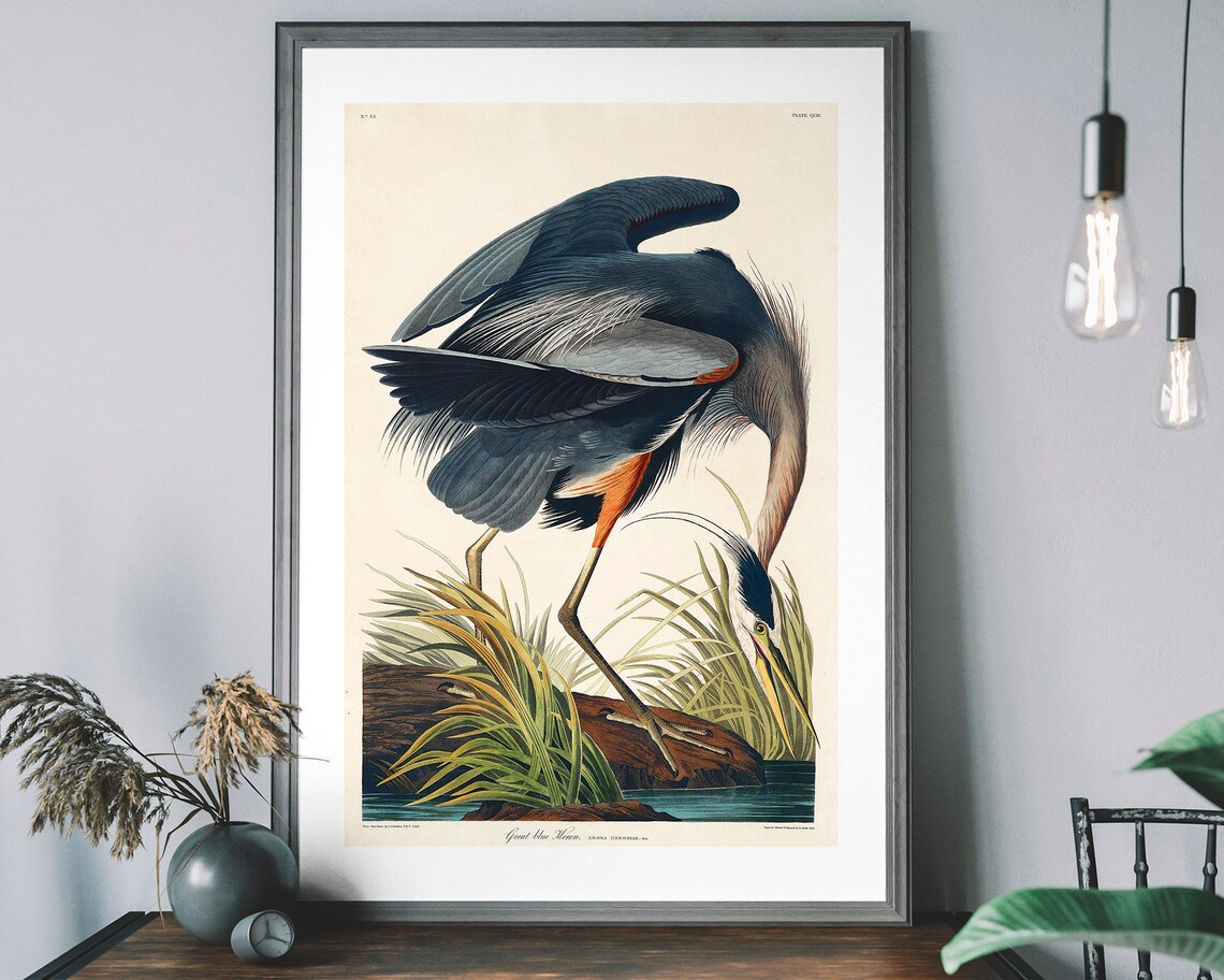Great Blue Heron Vintage Audubon Bird Art Print