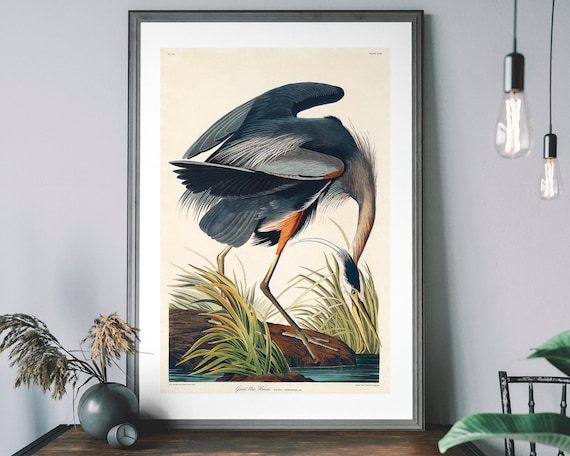 Great Blue Heron Vintage Audubon Bird Art Print