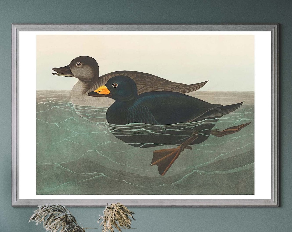 Mallard Duck Vintage Bird Illustration, Birds Of America