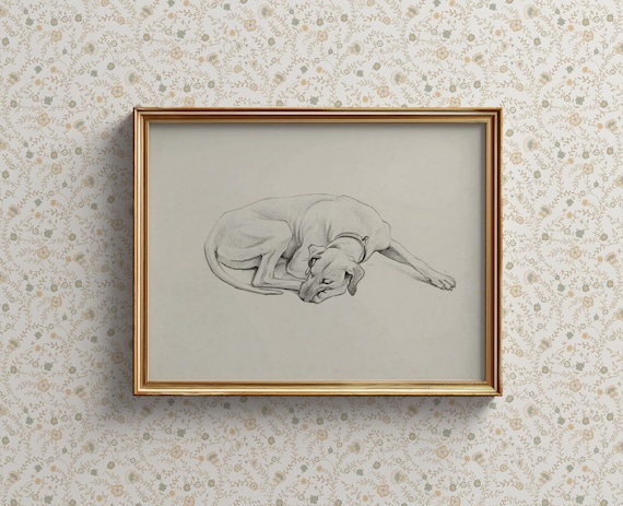 Sweet Vintage Sleeping Dog Delicate Pencil Sketch Portrait Poster