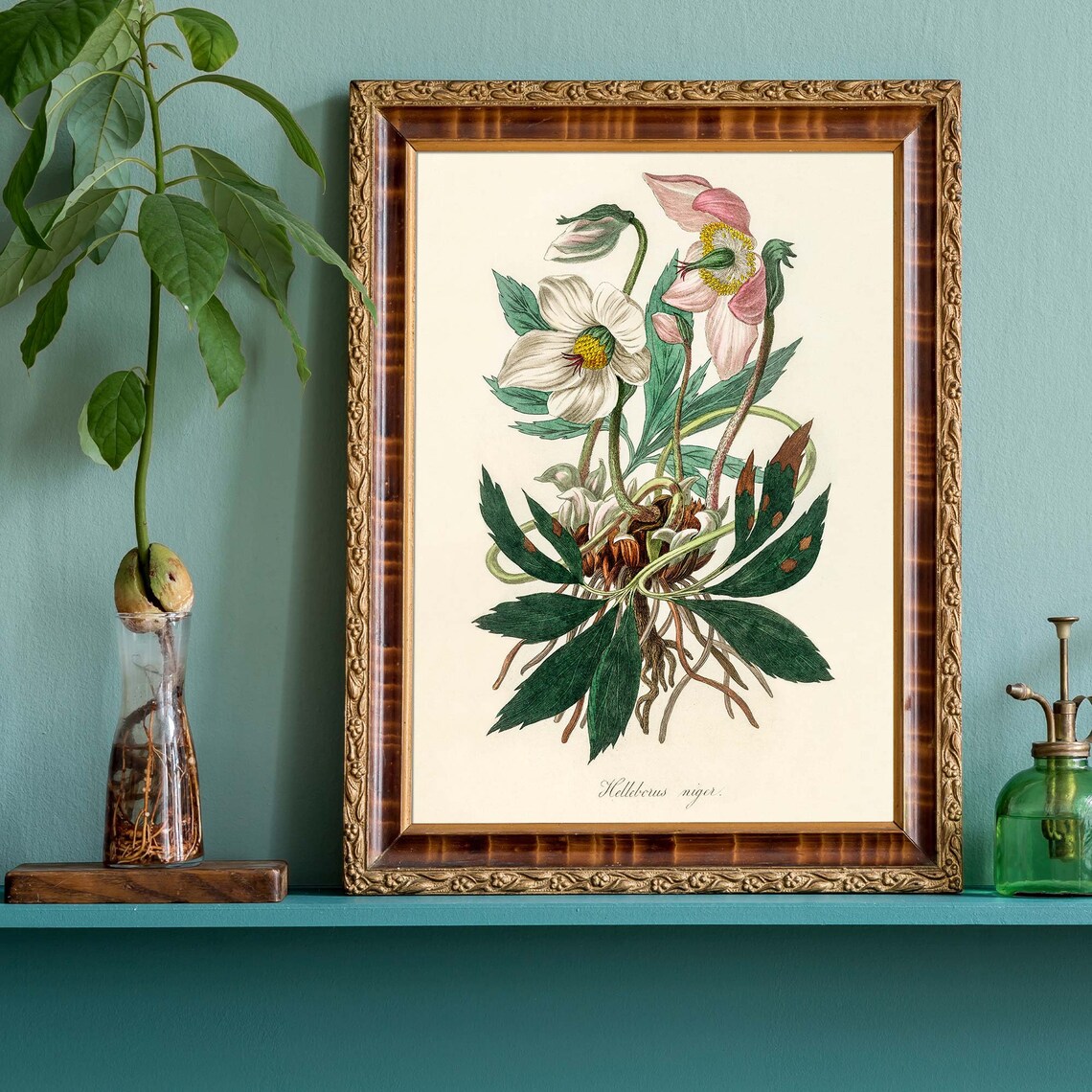 Helleborus Niger Christmas Rose Botanical Flower Engraving Poster - Image 4