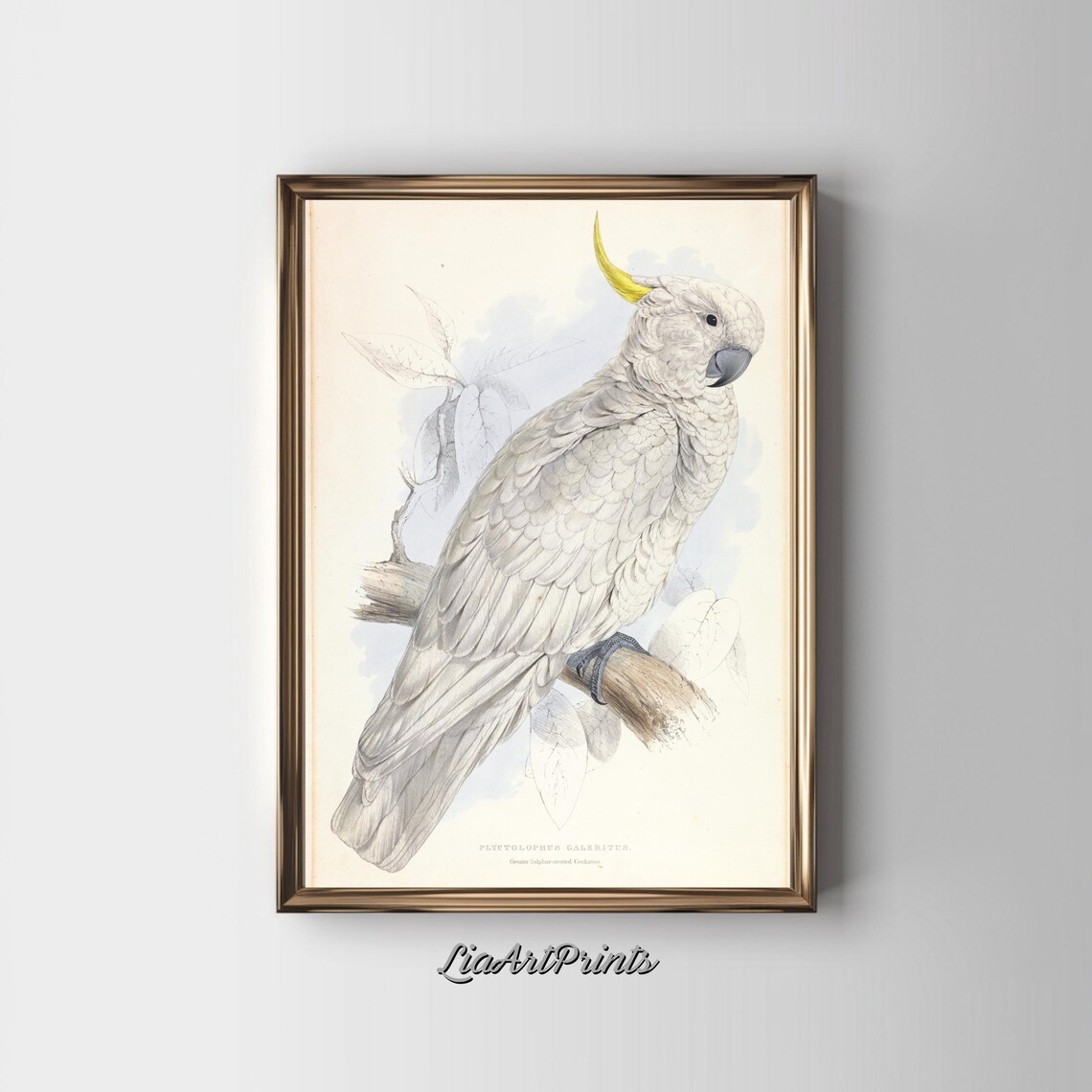 Sulphur Crested Cockatoo Vintage Natural History Illustration Poster - Image 3