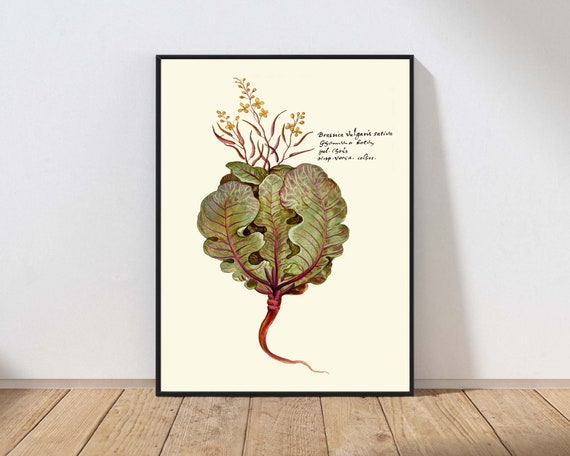 Antique Cabbage Vegetable Wall Art Kitchen Dining Room Modern Farmhouse Gardening Garden Nature Decor Mailed Print Or Instant Veg9