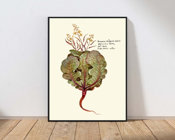 Antique Red Lettuce Botanical Illustration Vintage Kitchen Garden Art Print