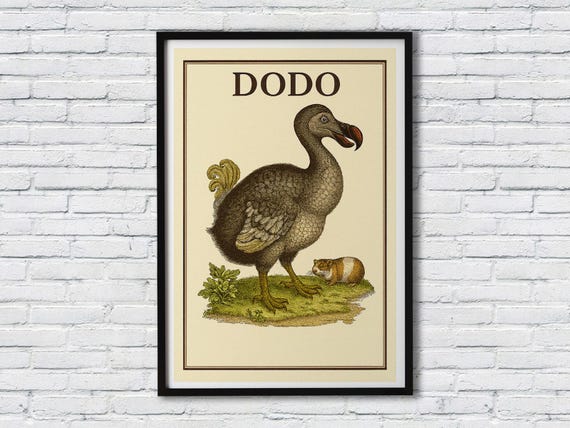 Vintage Dodo Illustration Natural History Book Artwork Endangered Species Wall Poster Framed Premium Canvas Print