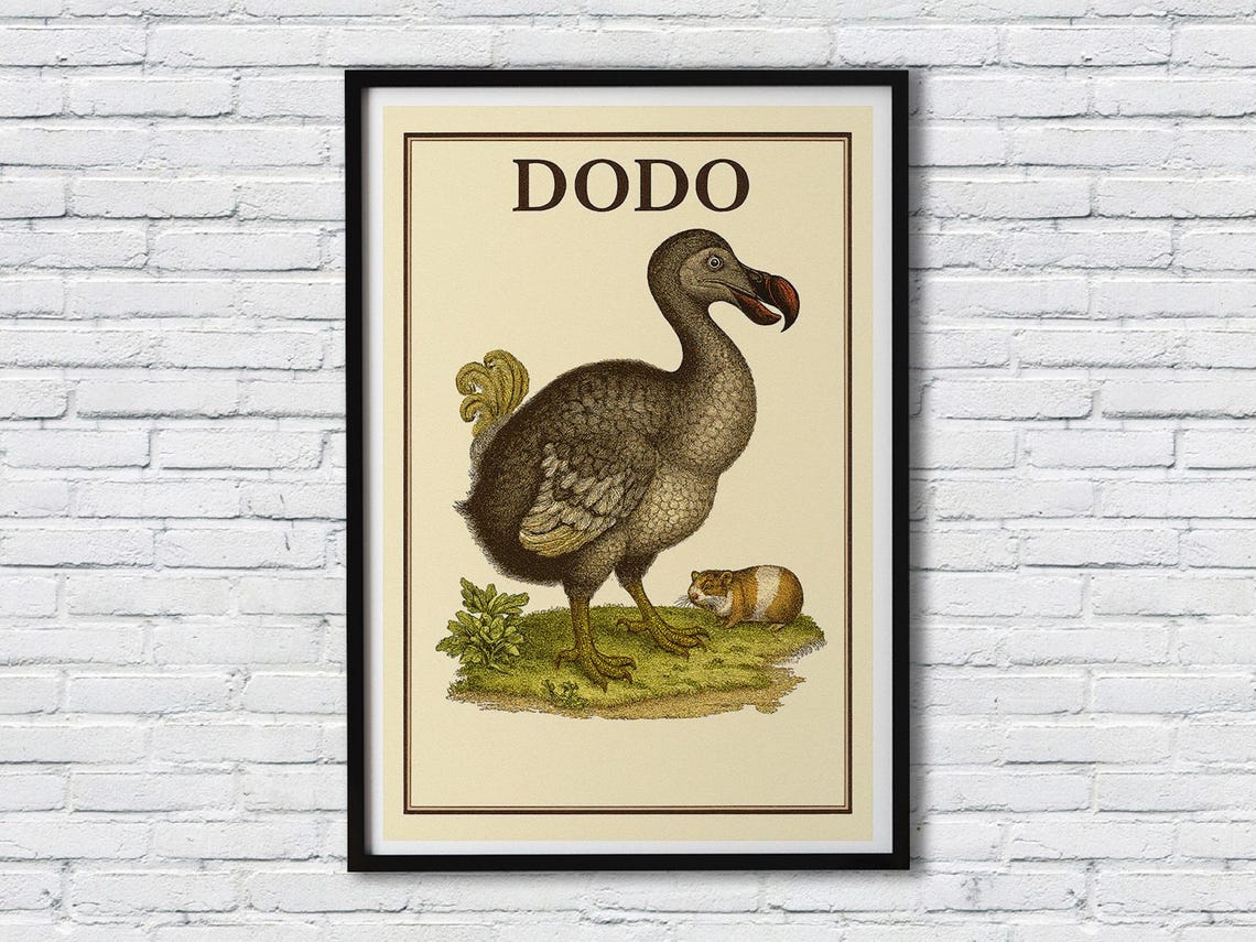 Vintage Dodo Illustration Natural History Book Artwork Endangered Species Wall Poster Framed Premium Canvas Print