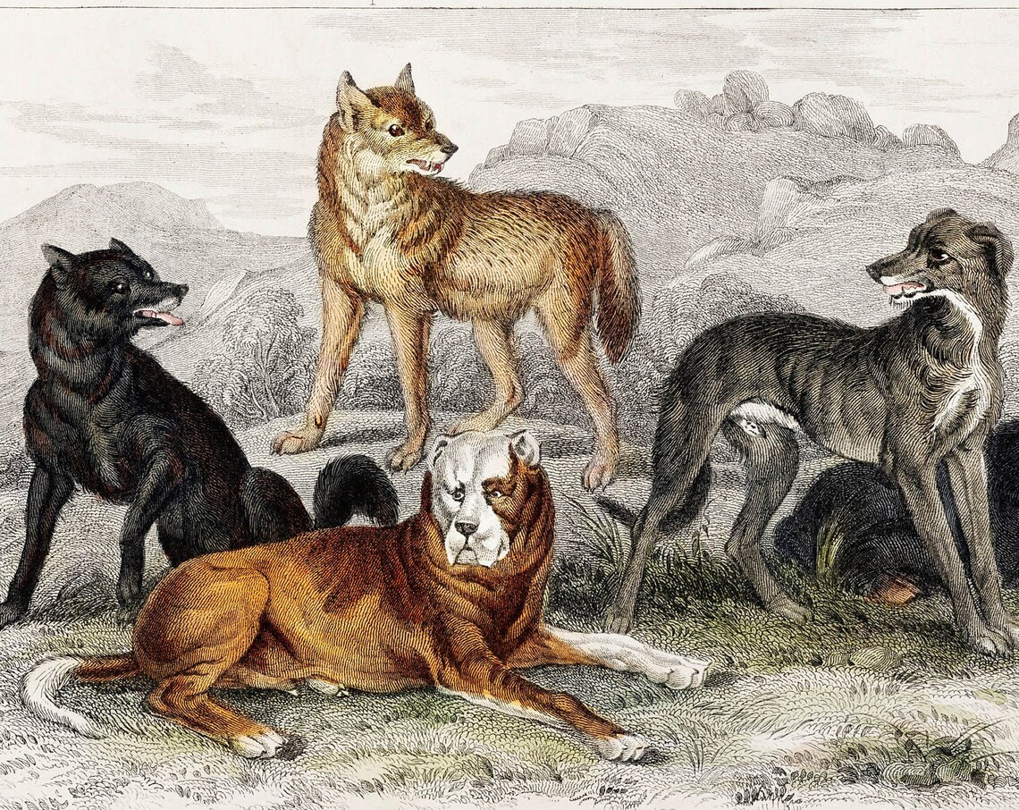 Wolf Dog, Rare Antique Hand Coloured Lithograph