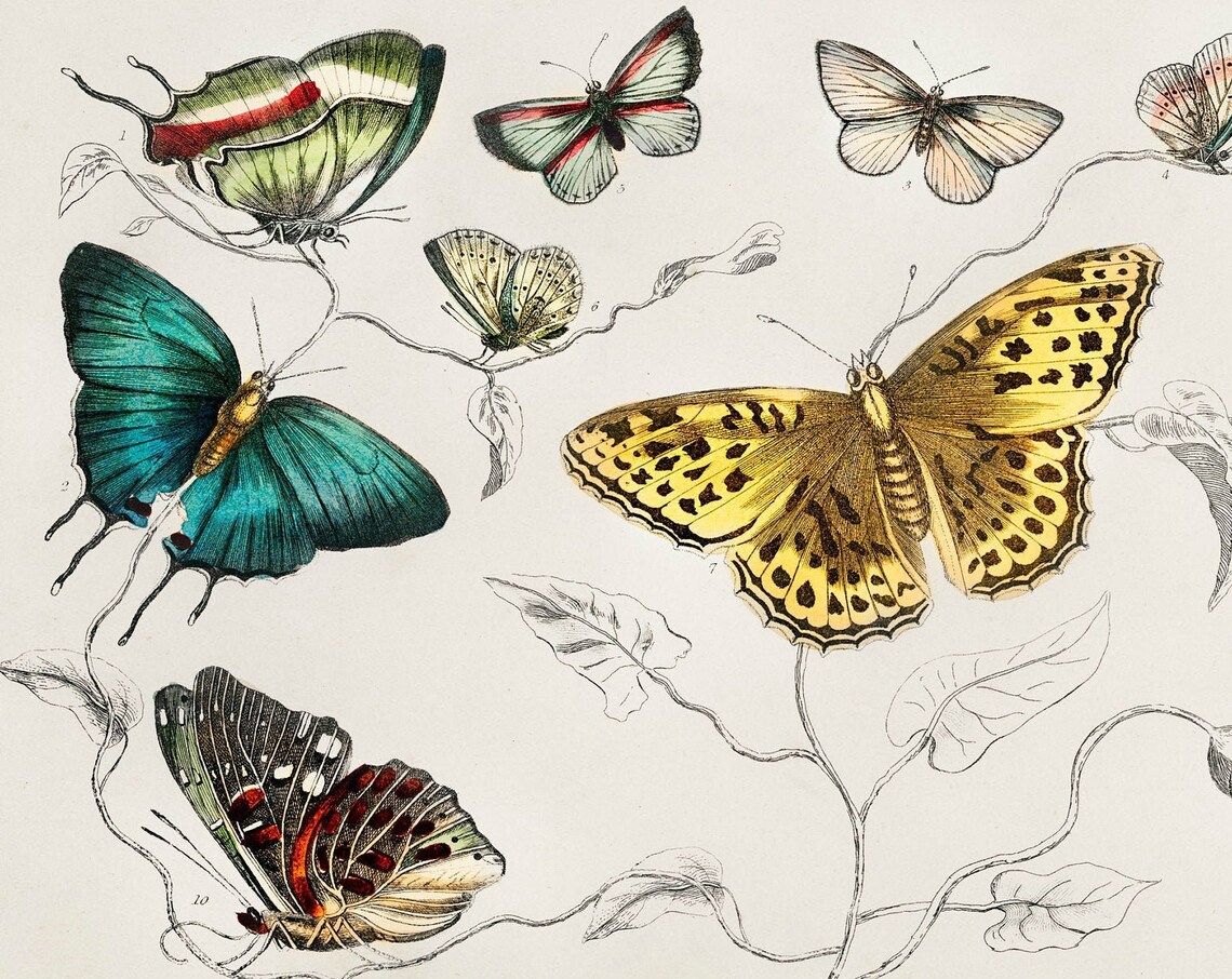 Butterflies 1820 Rare Antique Hand Coloured Lithograph