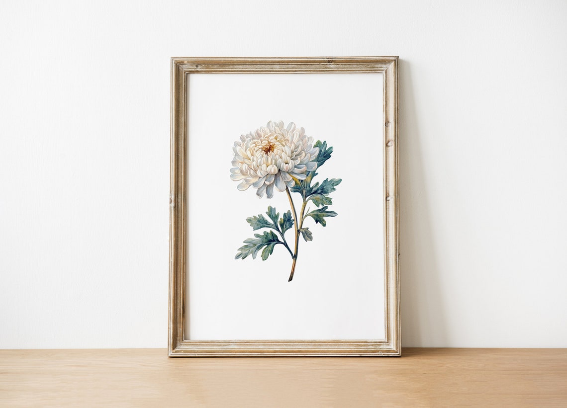 Watercolor White Chrysanthemum Art Print Floral Botanical Illustration Flower Wall Decor Instant
