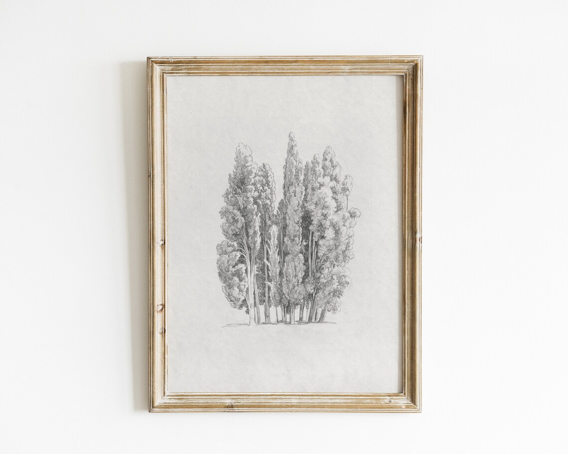 Tree Sketch Vintage Botanical Drawing Art Print