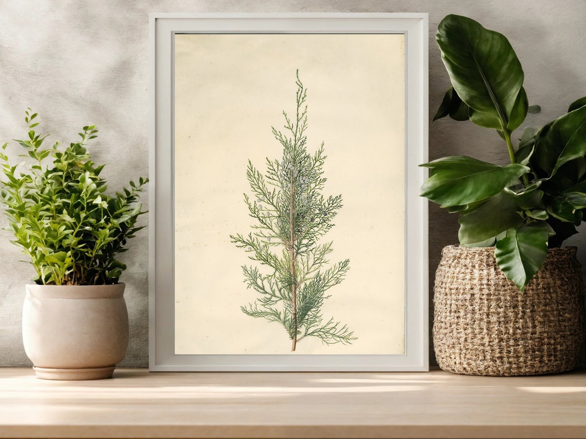 Vintage Cypress Sprig Botanical Study Cream Herbarium Art Poster