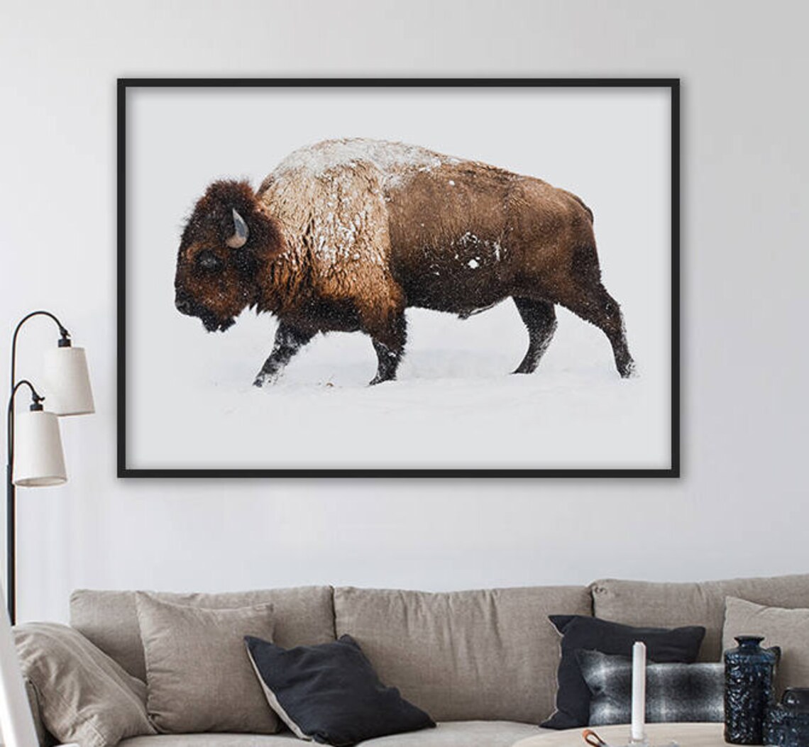 Bison Buffalo Walking In Snow Winter Wildlife Photography Poster