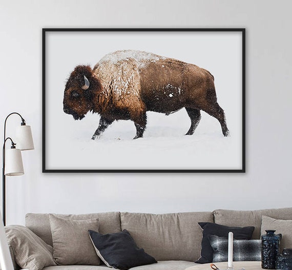Bison Buffalo Walking In Snow Winter Wildlife Photography Poster