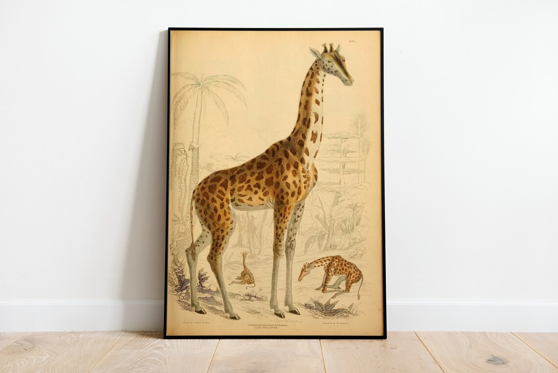 Vintage Giraffe Natural History Illustration Antique Animal Poster - Image 3