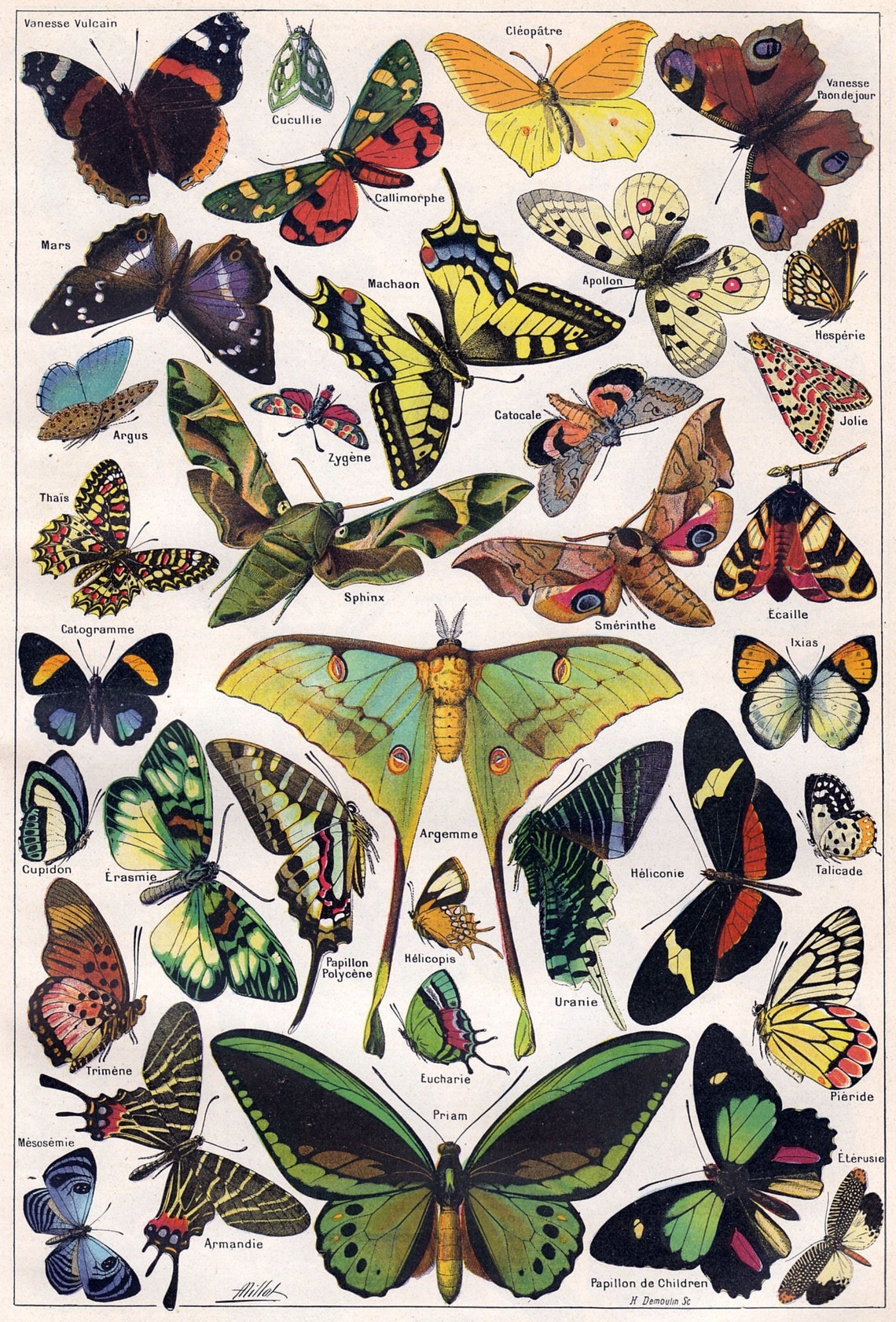 Vintage Butterflies Chart, Art Deco Poster Print - Image 2