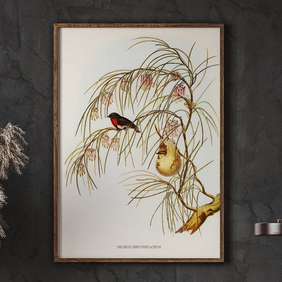 Vintage Song Bird Nursery Decor For Girls Room Birds Illustration Wall Art Farmhouse Kitchen