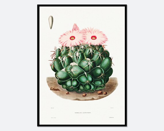 Elephants Tooth Cactus Mammillaria Vintage Botanical Flowering Poster