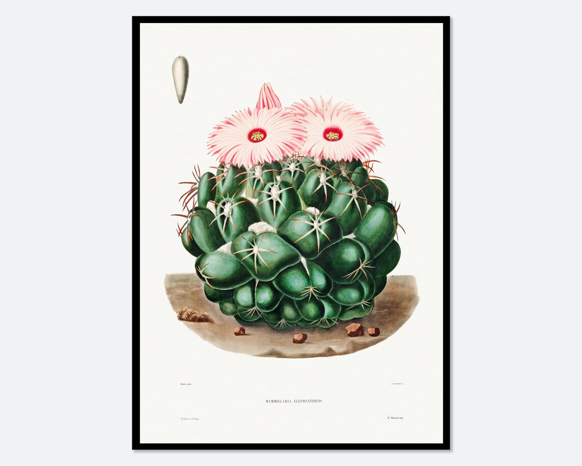 Elephants Tooth Cactus Mammillaria Vintage Botanical Flowering Poster