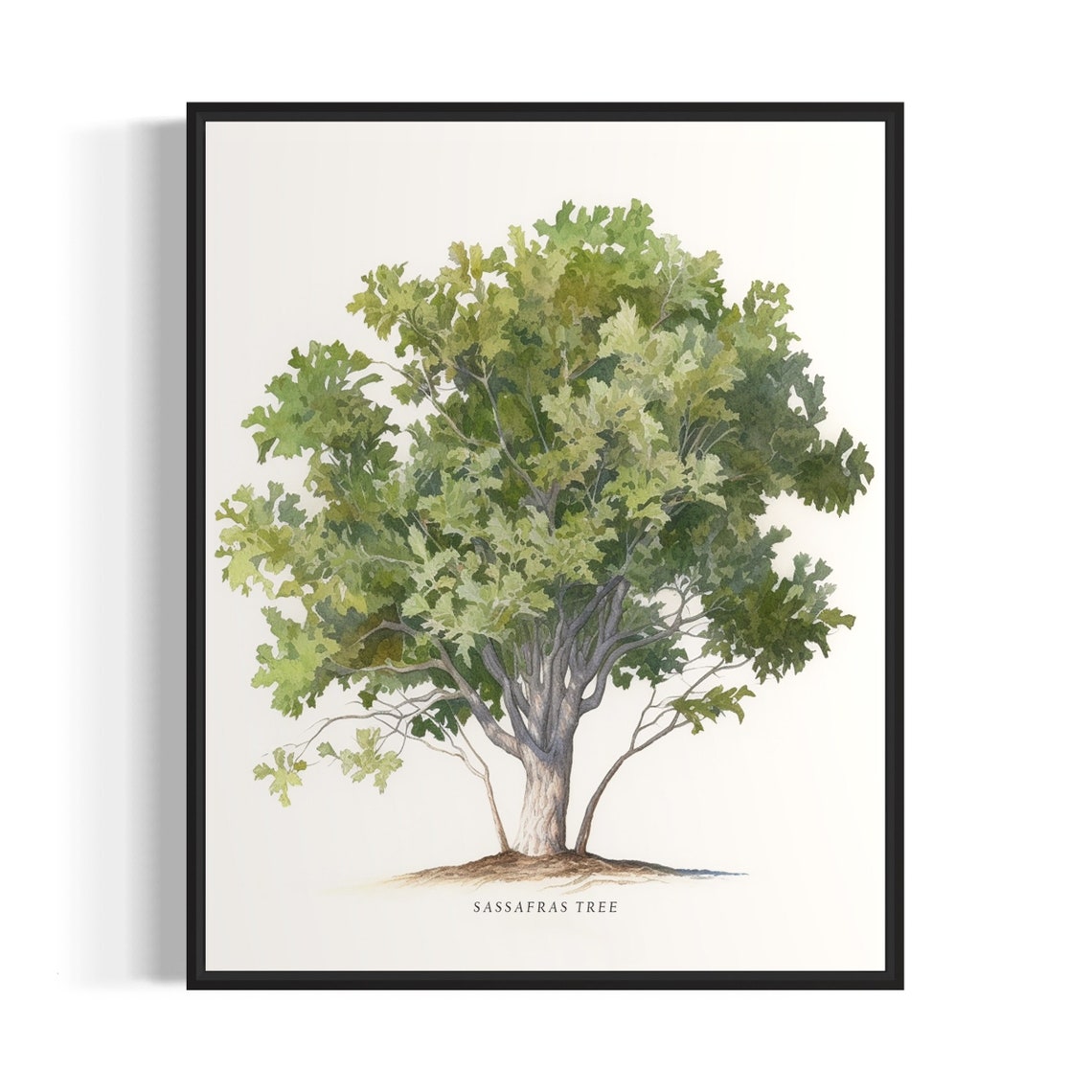 Sassafras Tree Art Print Sassafras Tree Wall Art Poster