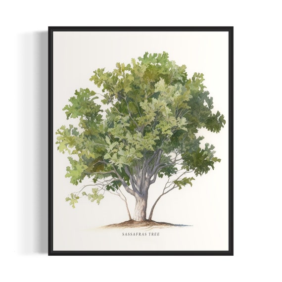 Sassafras Tree Art Print Sassafras Tree Wall Art Poster